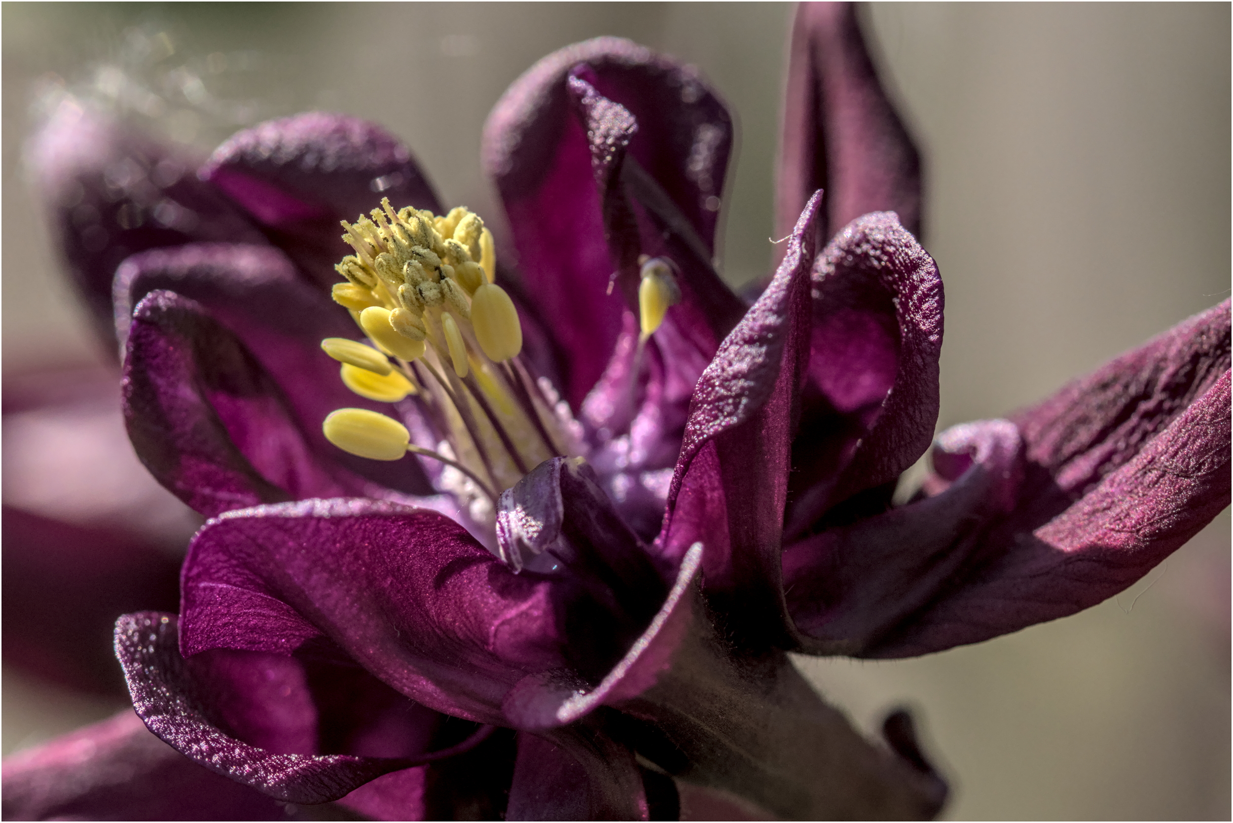 Purplest thing Ive ever seen...