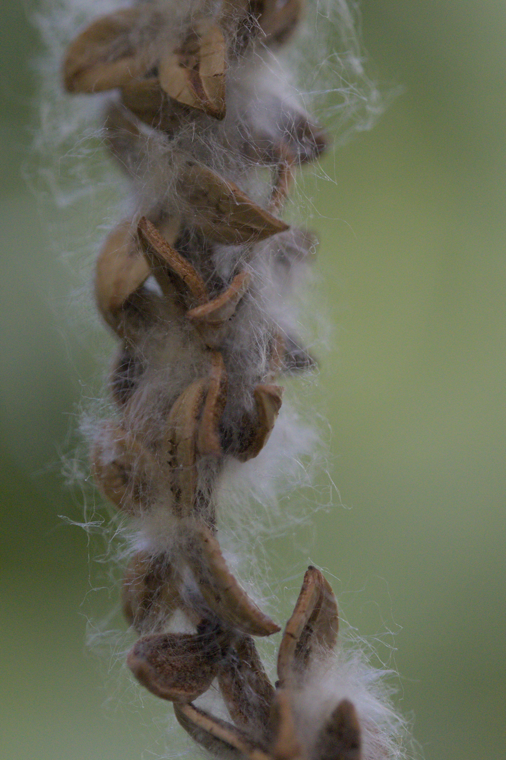 Fluffy dangly seed