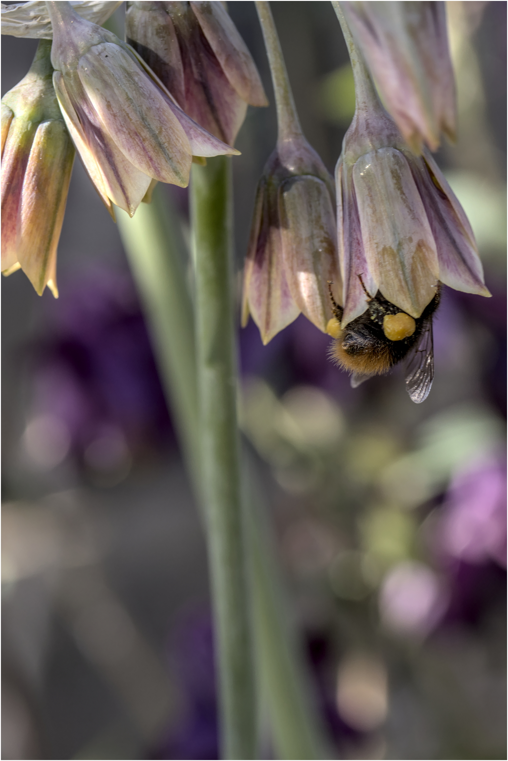 Does this flower make me look fat?