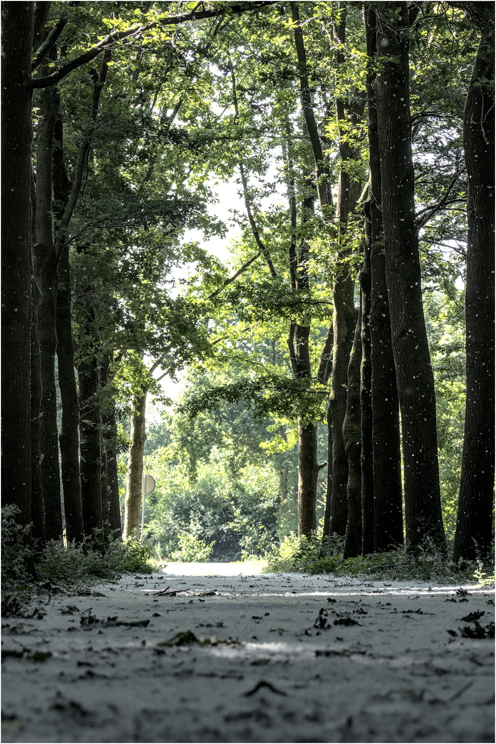 Fluffy snow in spring