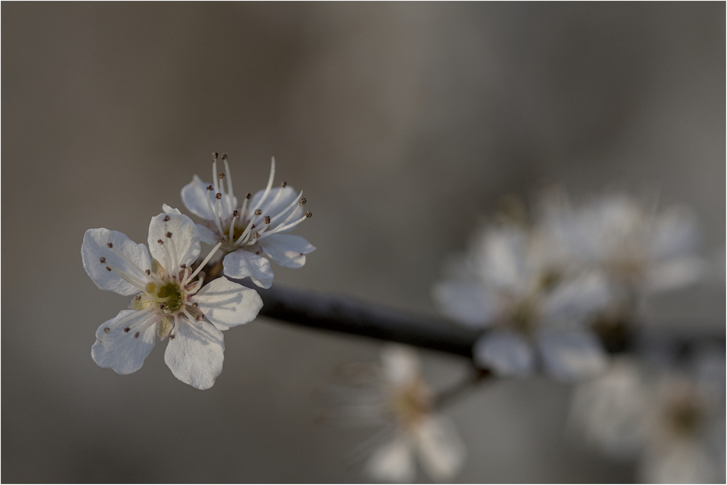 Plain white blossom