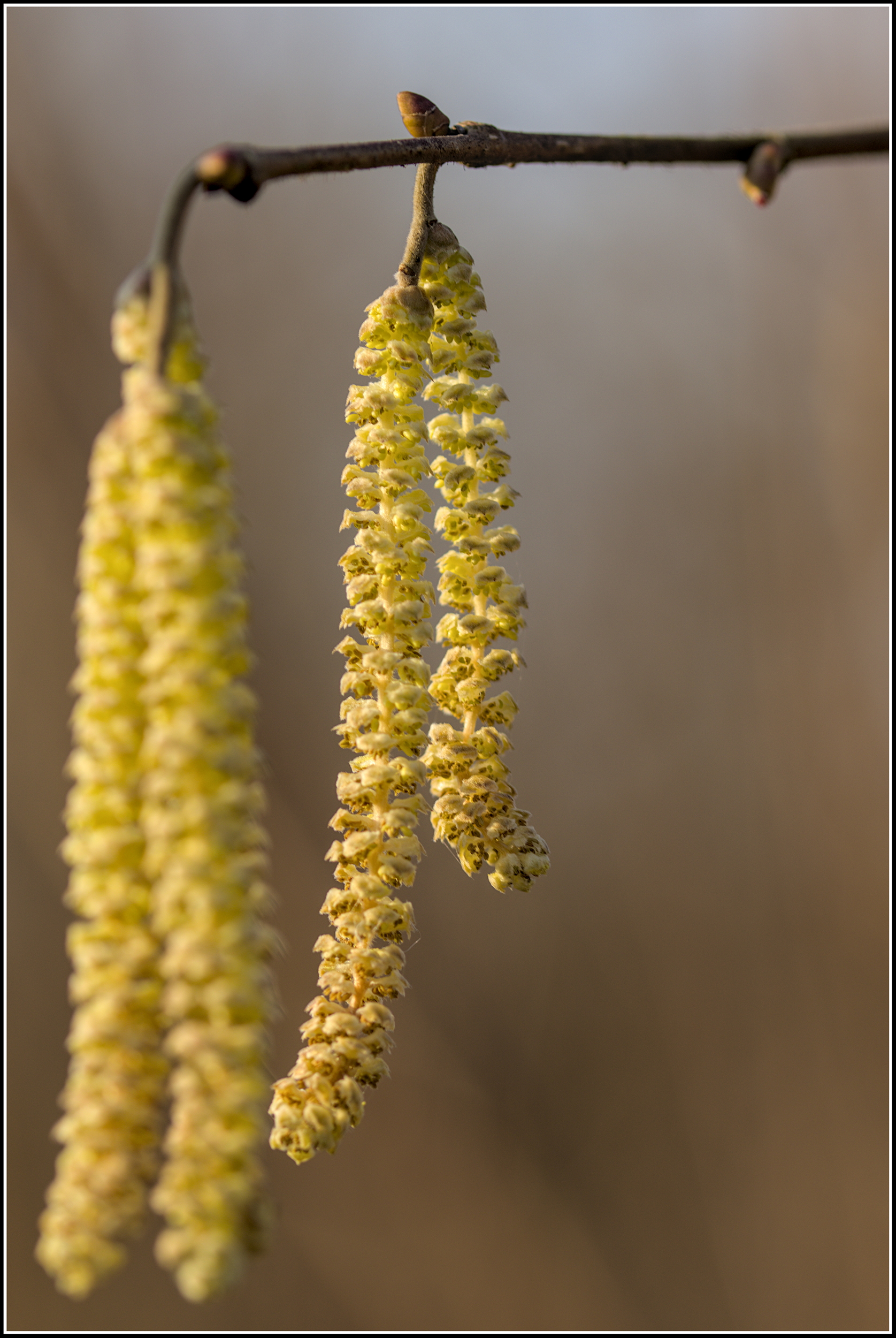 yellow dangly bits...